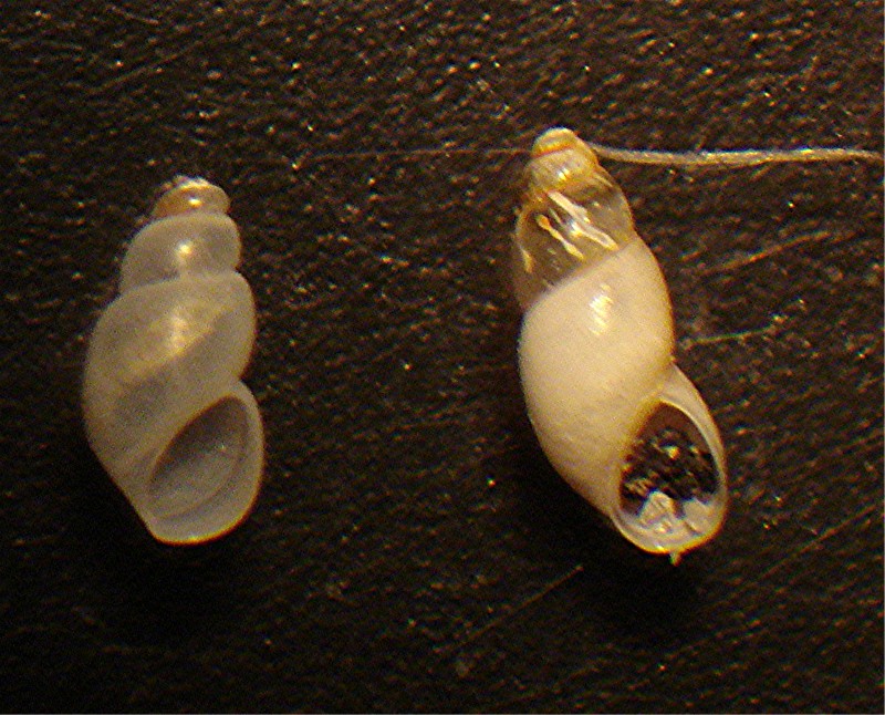 Dallo strascico 009